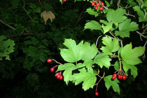 aubépine