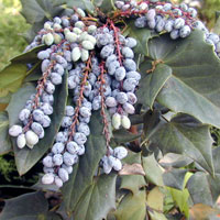 mahonia