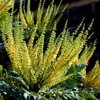 mahonia