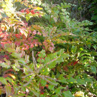 mahonia