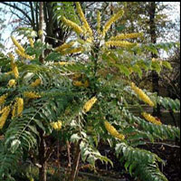 mahonia