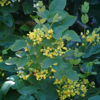 mahonia