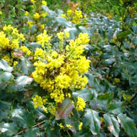 mahonia