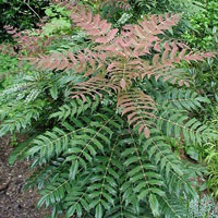 mahonia