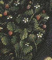 fraisier des bois gravure