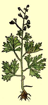 aconitum