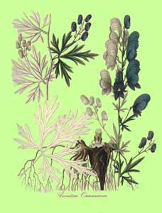 aconitum cammarum