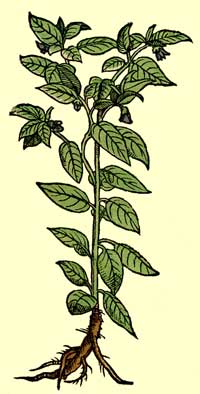 atropa