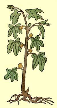 ficus