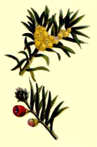 taxus