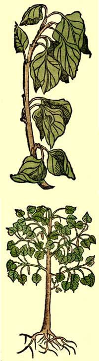 hyoscyamus